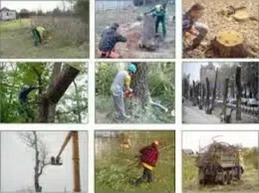 Опиловка и рубка деревьев