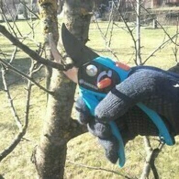 Обрезка деревьев