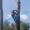 Подрезка деревьев, вырубка сухостоя и аварийных деревьев