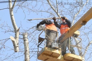 Обрезка деревьев