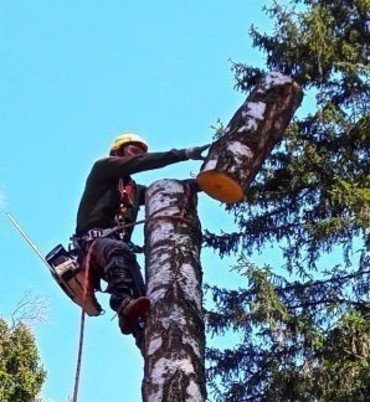 Спил деревьев и кустов, опиловка