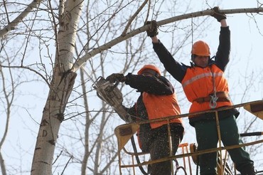 Кронирование деревьев