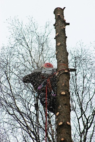Вырубка деревьев