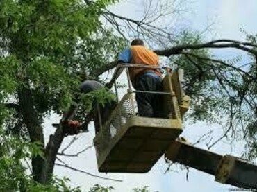 Спил сухих и аварийных деревьев, обрезка плодовых