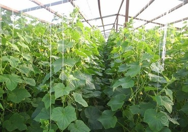 Продажа навоза (перегноя) с доставкой