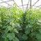 Продажа навоза (перегноя) с доставкой