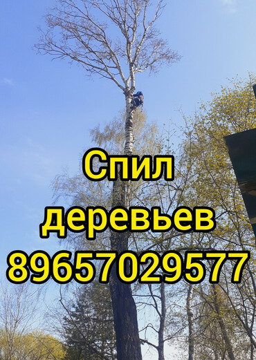 Спил сухих и аварийных деревьев, обрезка плодовых