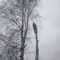 Кронирование деревьев