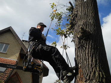 Спил сухих и аварийных деревьев, обрезка плодовых