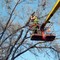 Услуги по обрезке деревьев и вырубке