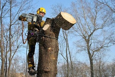 Услуги по обрезке деревьев и вырубке