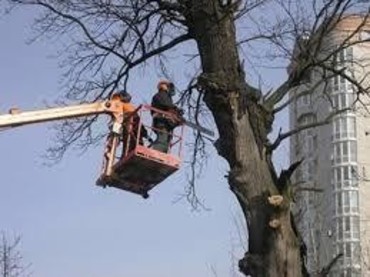 Спил деревьев и кустов, опиловка