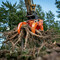 woodcracker G1250