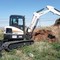 Bobcat