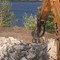 JCB Mst 544