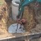 Kobelco