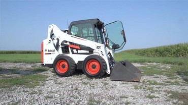 Bobcat