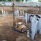 Nippon Shario NB60